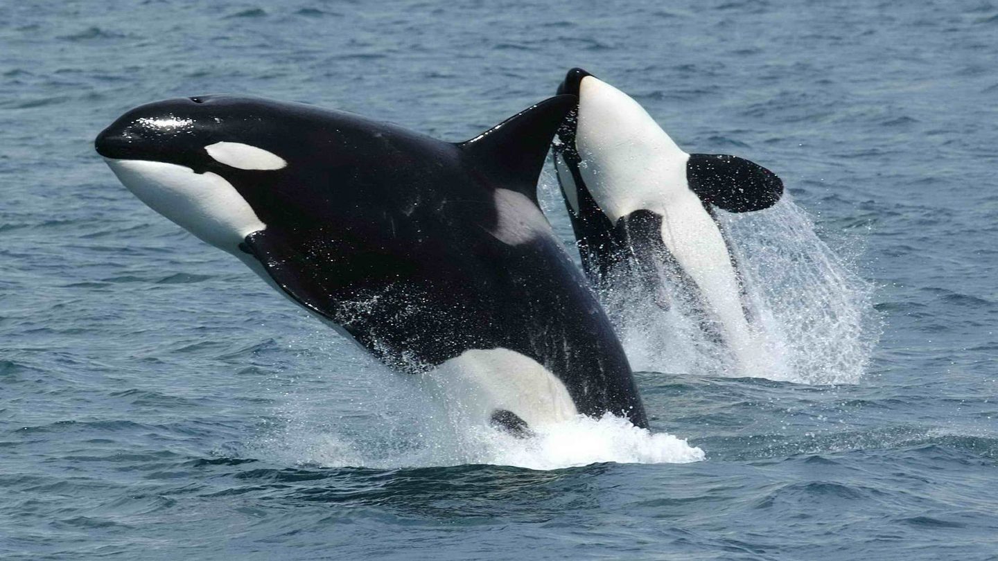 Two orcas leaping together out of the ocean off Unimak Island in the eastern Aleutian Islands, Alaska