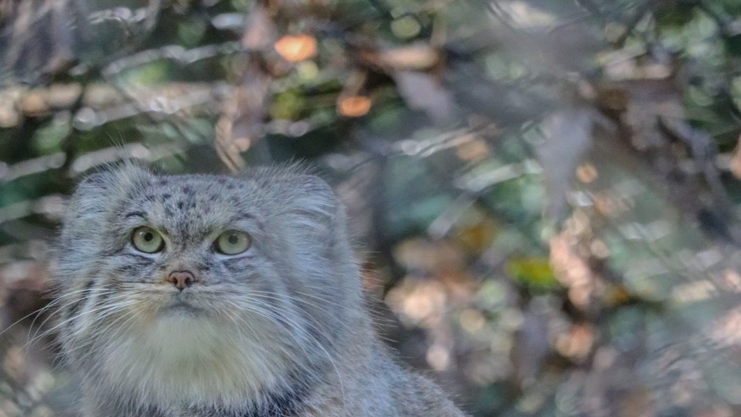 A Pallas's cat perched on a broken branch, its round pale-green pupils fully visible and its thick grey-brown fur fluffed out against the cold
