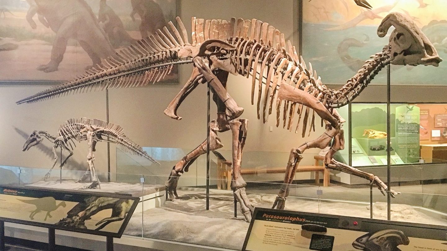 Mounted adult Parasaurolophus skeleton on display at the Field Museum, showing the long, backward-curving tube crest extending from the skull over the neck