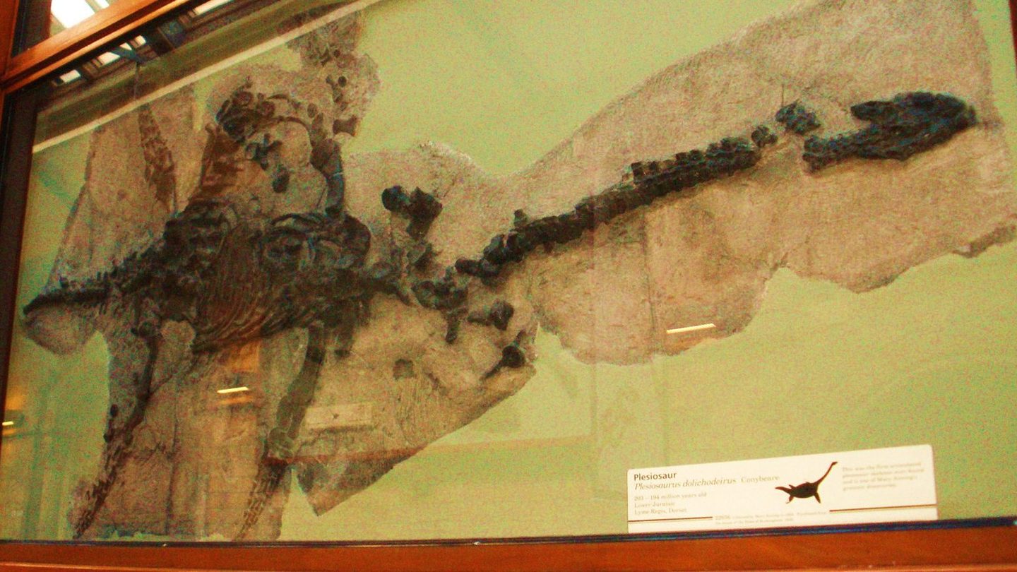 A mounted Plesiosaurus dolichodeirus fossil skeleton with its distinctively long neck and four paddle-shaped limbs, on display at the Natural History Museum, London