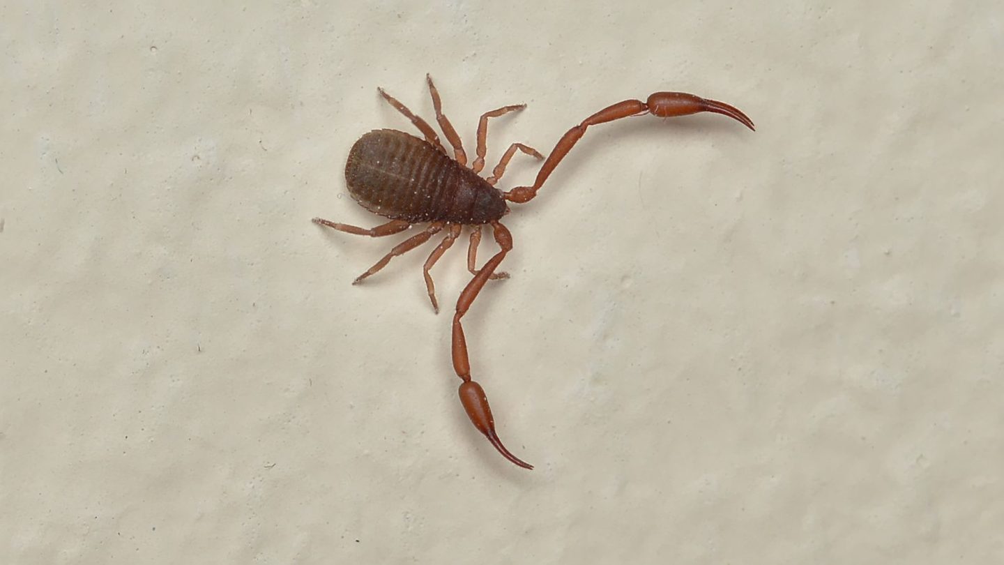 A close-up of a house pseudoscorpion (Chelifer cancroides), its flat pear-shaped body and large scorpion-like pincers visible against a light background