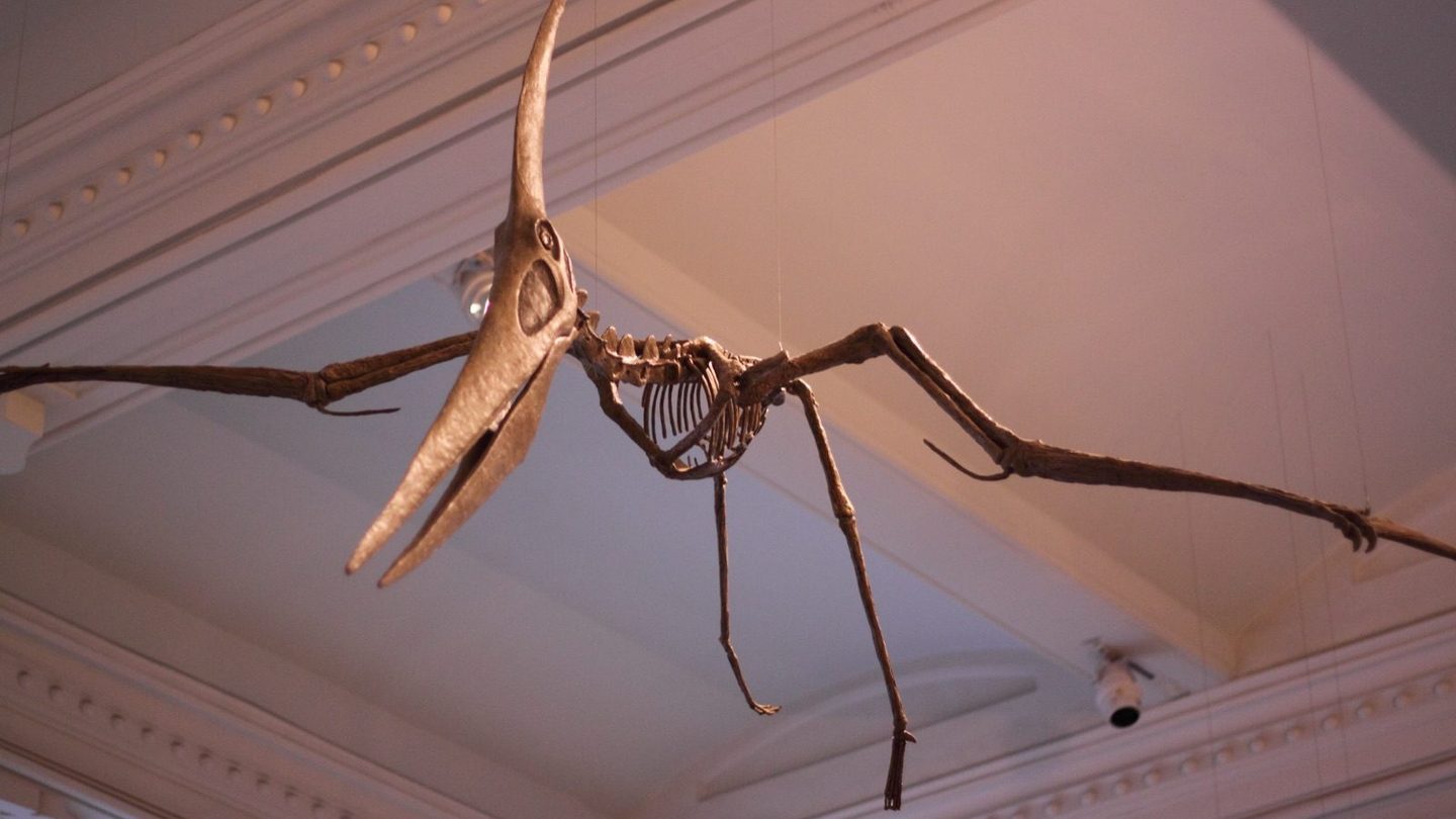A Pteranodon skeletal mount suspended overhead, showing its long toothless beak, backward-swept head crest, and narrow outstretched wings