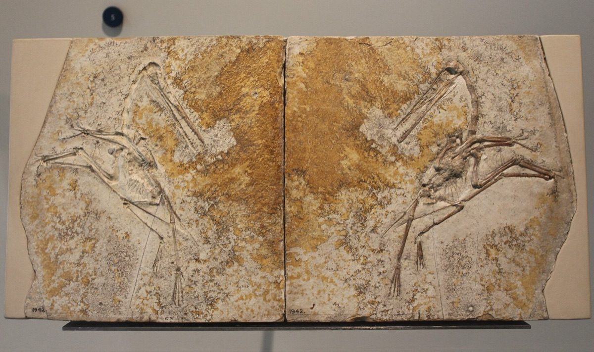 Fossil slab and matching counterplate of Pterodactylus antiquus (specimen AMNH 1942), a crow-sized skeleton preserved in Solnhofen limestone, on display at the American Museum of Natural History