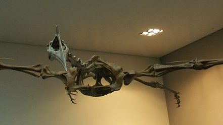 Mounted Quetzalcoatlus skeleton with wings outstretched, on display at the Naturmuseum Senckenberg in Frankfurt