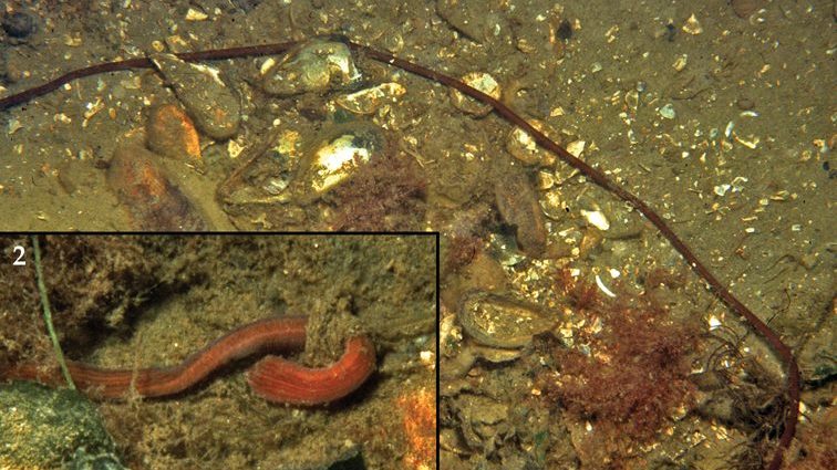 A dark, thread-like bootlace worm (Lineus longissimus) coiled among rocks in shallow water near Grevelingen, the Netherlands