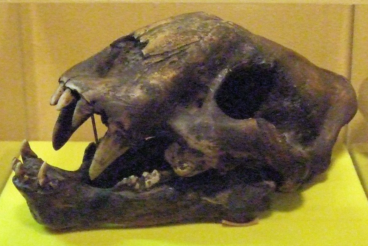 The skull of a young Smilodon californicus on display, showing the shorter, still-erupting saber canines characteristic of a juvenile animal in the double-fanged growth stage