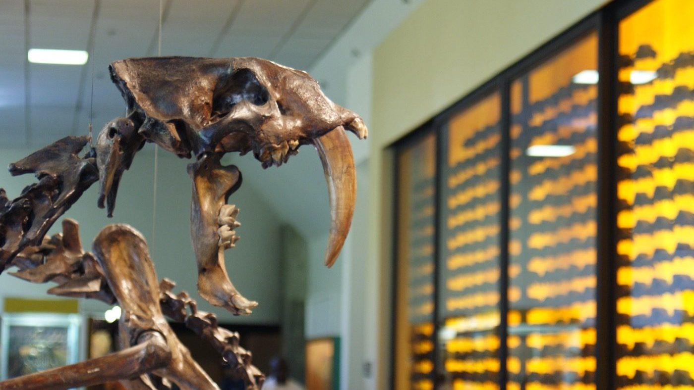 A mounted Smilodon fatalis skeleton on display at the George C. Page Museum at the La Brea Tar Pits in Los Angeles, showing the long, blade-like upper canines and the heavily built, muscular frame