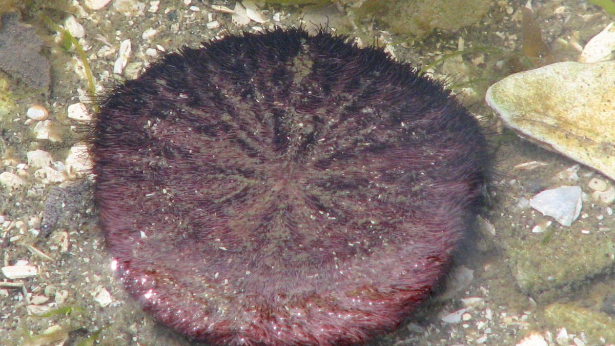 A live sand dollar with its purple-brown velvety spines visible, photographed in shallow water at Ganges Harbour, Salt Spring Island, British Columbia
