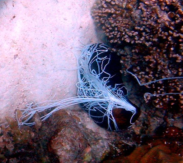 A sea cucumber photographed in the Seychelles ejecting thin, sticky Cuvierian tubules from its cloaca in a defensive response
