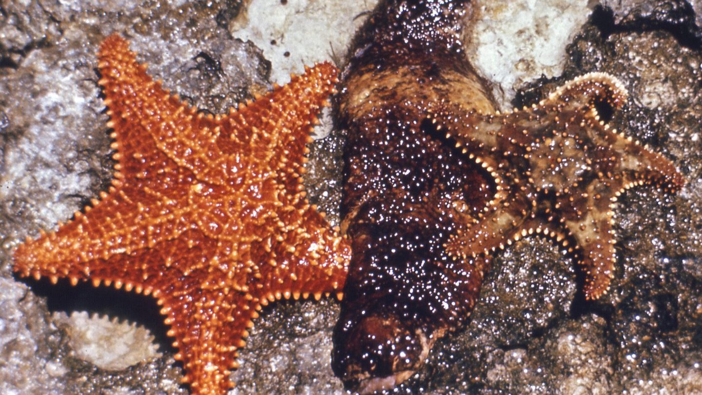 A donkey dung sea cucumber (Holothuria mexicana) on a rocky intertidal shore in the Bahamas, flanked by two reticulated starfish