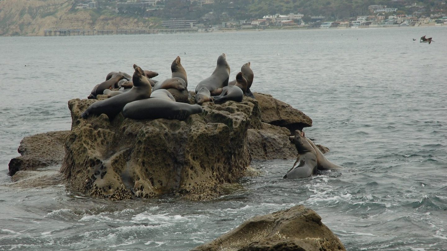 A colony of California sea lions resting together on the rocks of La Jolla Cove, California