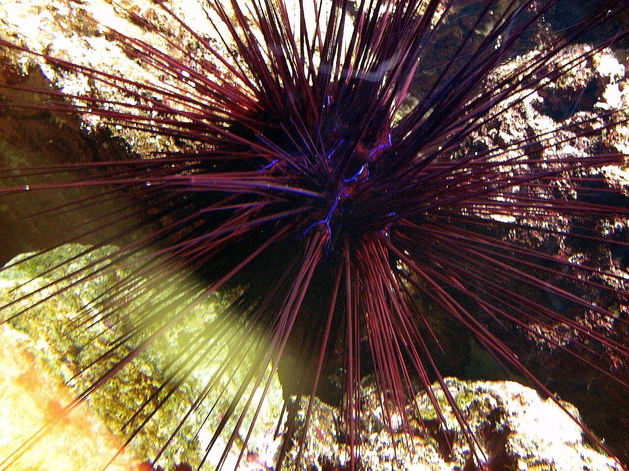 A long-spined sea urchin (Diadema antillarum) with its needle-thin black spines extended, photographed on a reef