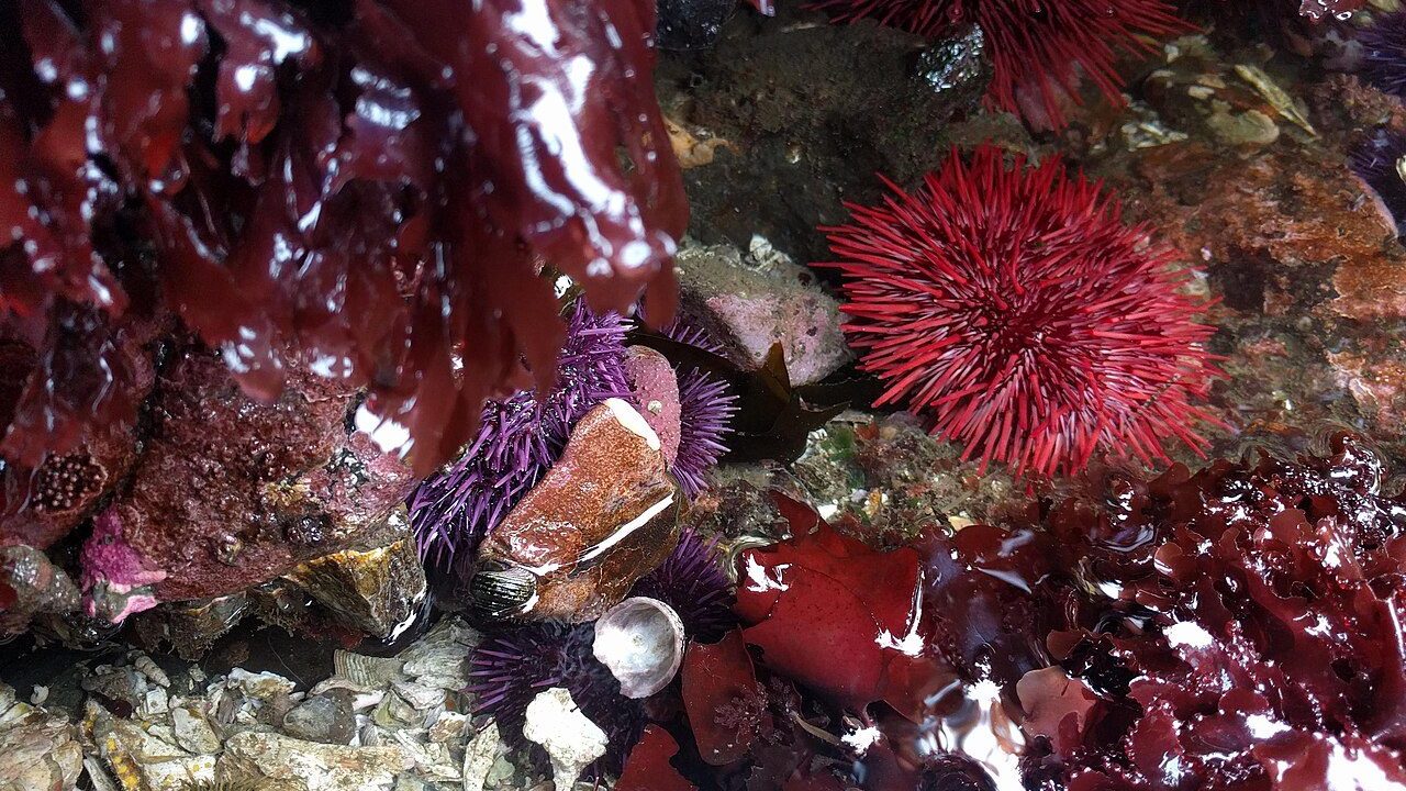 A red sea urchin (Mesocentrotus franciscanus) with its long spines fully extended, photographed on the seafloor near Seattle, Washington
