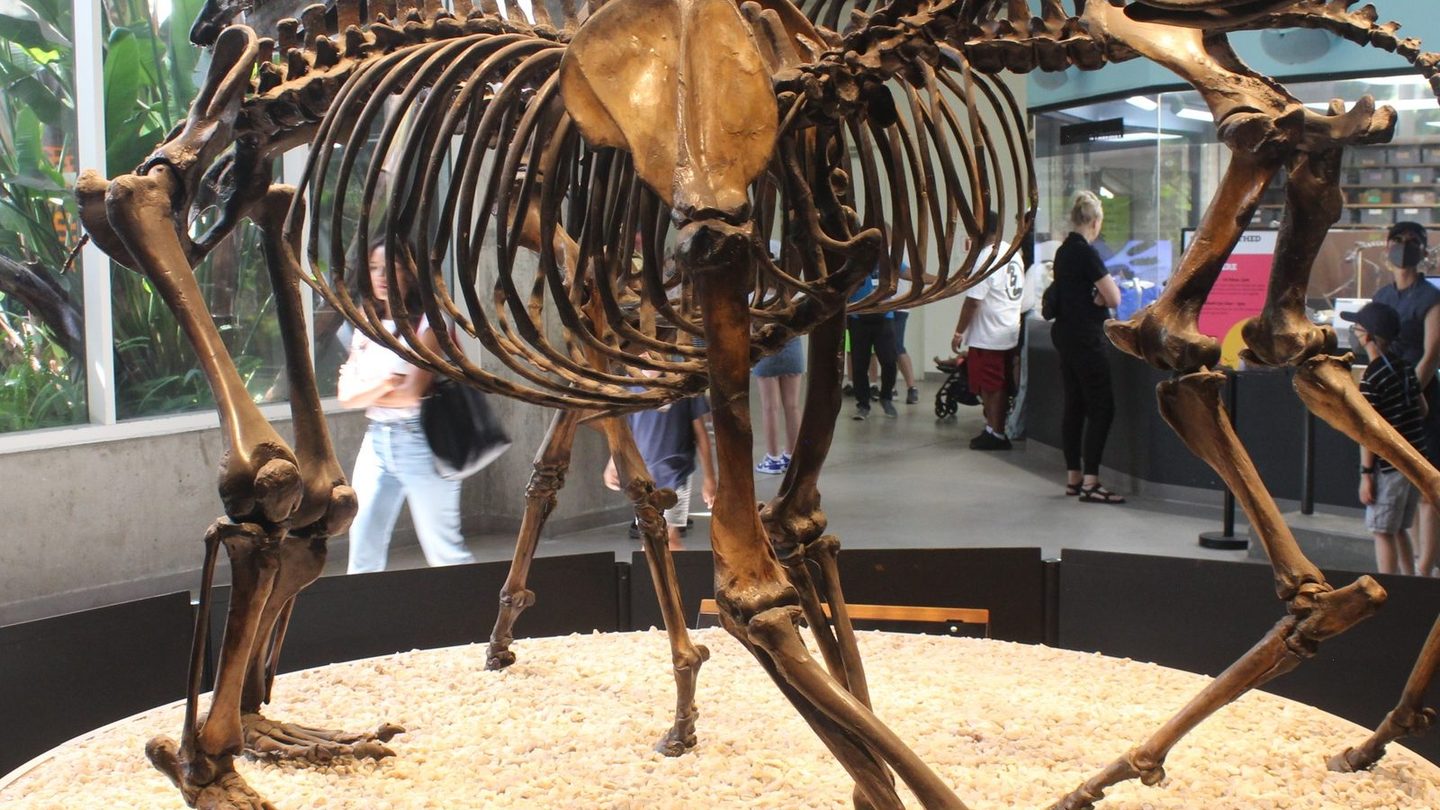 Mounted skeleton of Arctodus simus, the giant short-faced bear, on display at the George C. Page Museum at the La Brea Tar Pits in Los Angeles, showing its long legs and large skull