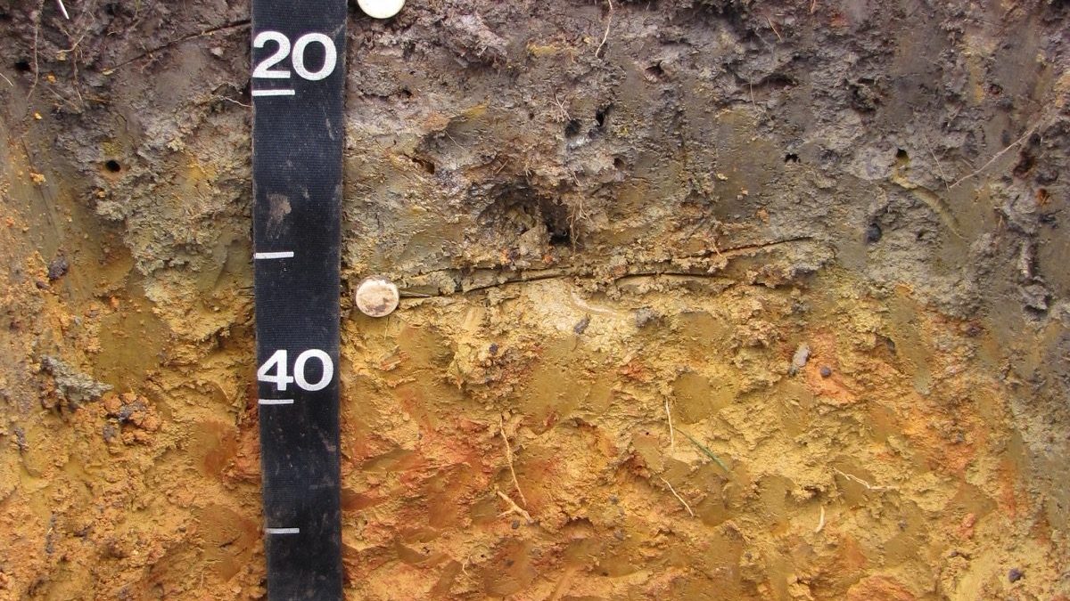 A soil pit profile showing dark, organic-rich topsoil grading into a reddish-orange subsoil layer, with a depth scale marked in centimeters, El Yunque National Forest, Puerto Rico