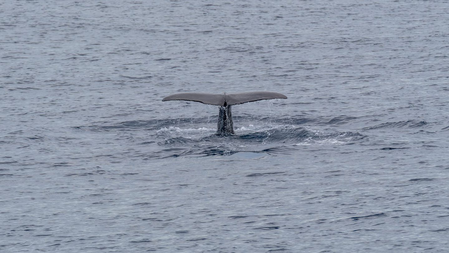 A sperm whale diving with its tail fluke raised above the water off São Miguel Island in the Azores
