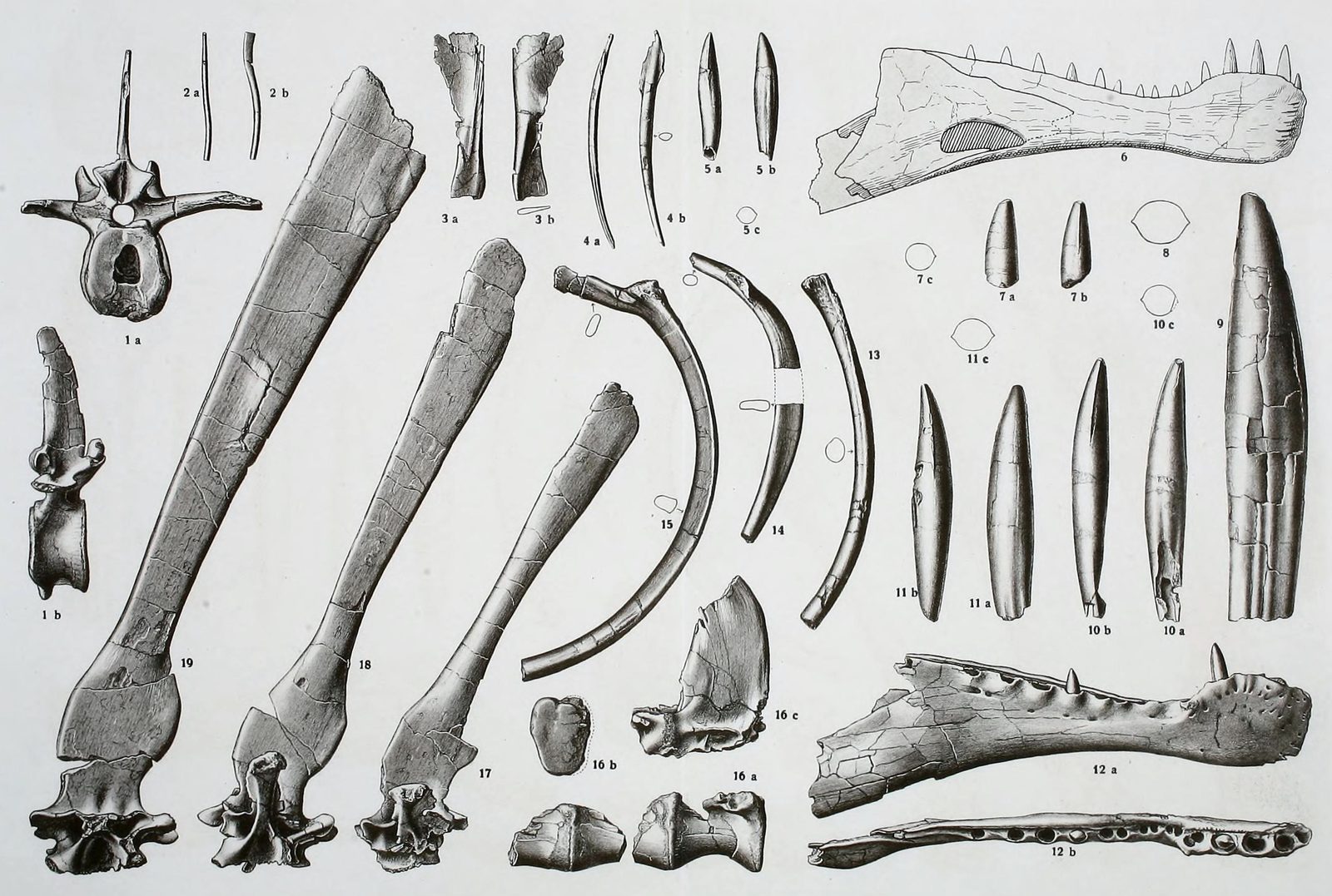 Ernst Stromer's 1915 lithographic plate of the Spinosaurus aegyptiacus holotype bones, including a jaw fragment, vertebrae, neural spines and ribs: the only detailed record of a specimen destroyed in a 1944 bombing raid on Munich