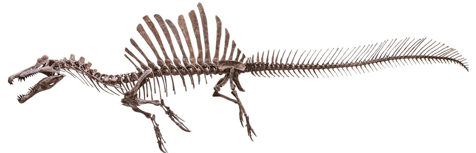 A cast of FSAC-KK 11888 mounted in a swimming posture at the Field Museum in Chicago, showing the tall sail, long jaw and deep tail built from the same specimen at the center of the 2014 semiaquatic and 2020 tail-propulsion papers
