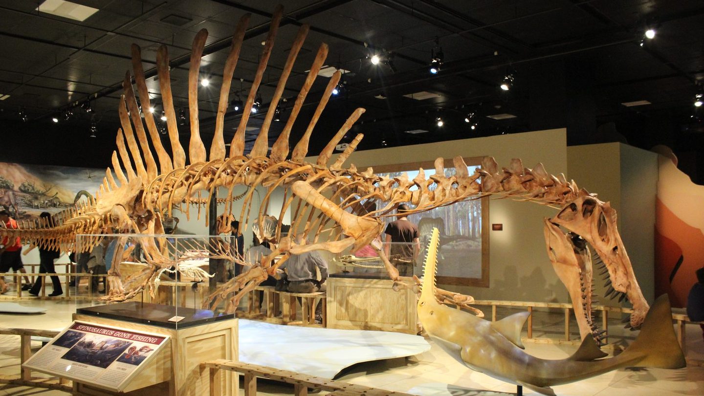A mounted Spinosaurus skeleton cast on display at the National Geographic Museum, showing the tall sail-like neural spines along the back and the long crocodile-like jaw, with a fish model positioned beneath the head