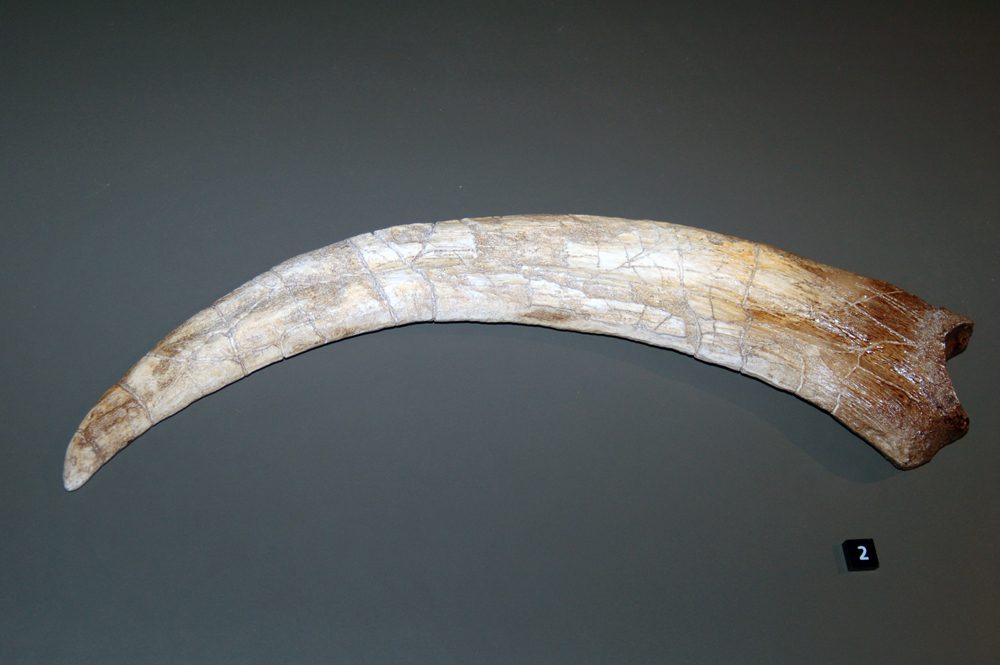 A cast of a single Therizinosaurus claw on display at the Australian Museum, Sydney, showing the straight, laterally flattened shape that distinguishes it from the more strongly curved claws of related therizinosaurs
