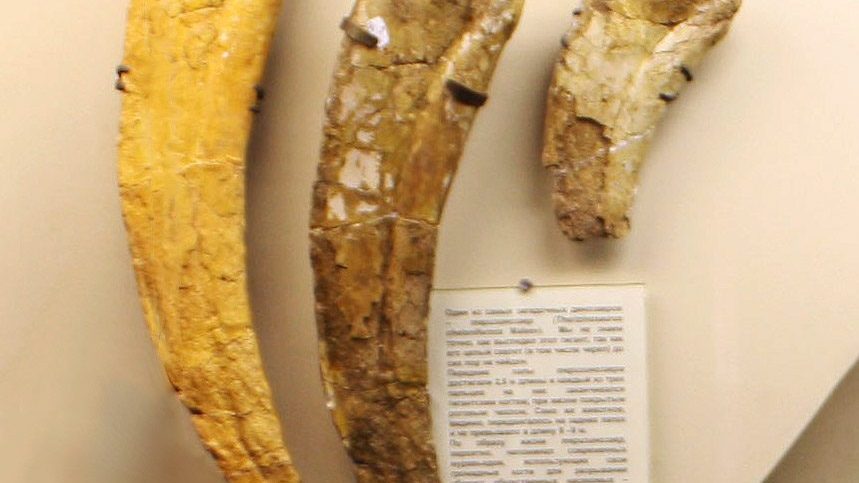 The holotype claw bones of Therizinosaurus cheloniformis on display at the Moscow Museum of Palaeontology, the fossils Evgeny Maleev originally described in 1954 as belonging to a giant turtle-like reptile