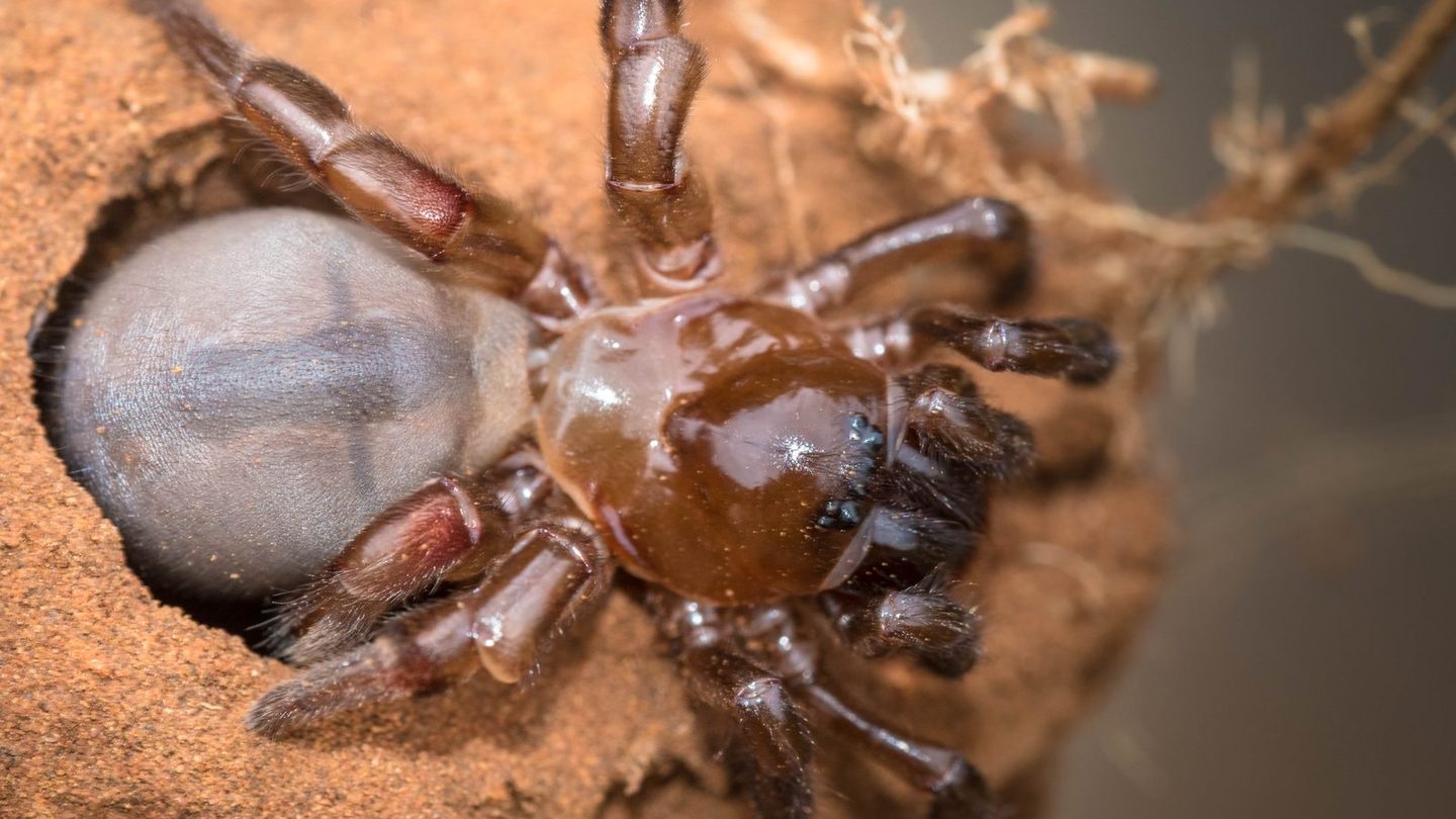 An African cork-lid trapdoor spider (Stasimopus sp.) gripping the underside of its open silk-hinged burrow door from inside the tunnel