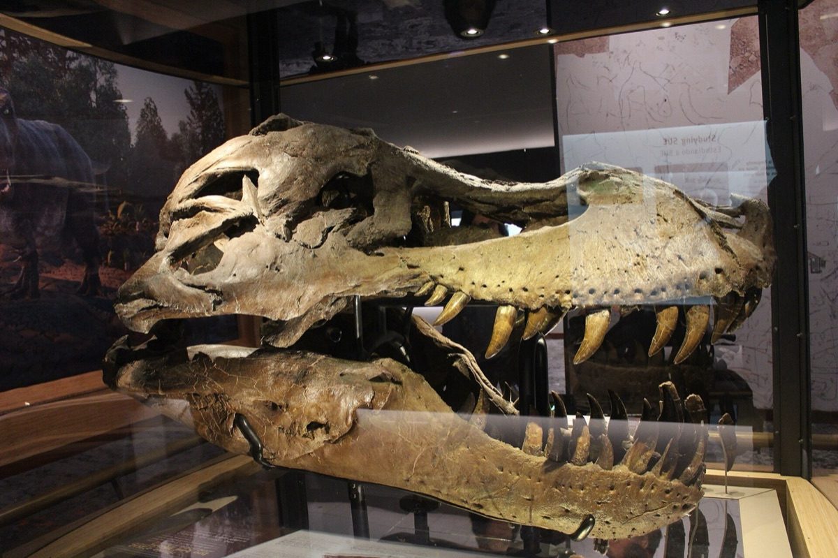 The original fossil skull of the Tyrannosaurus rex specimen "Sue" (FMNH PR 2081) seen in profile, showing the long conical teeth and the deep jaw the bite-force model was scaled to