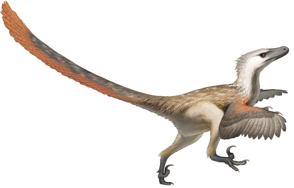 Artist's life reconstruction, not a photograph, of Velociraptor mongoliensis as a feathered animal, with vaned feathers along the forearm of the kind the quill knobs on specimen IGM 100/981 would have anchored