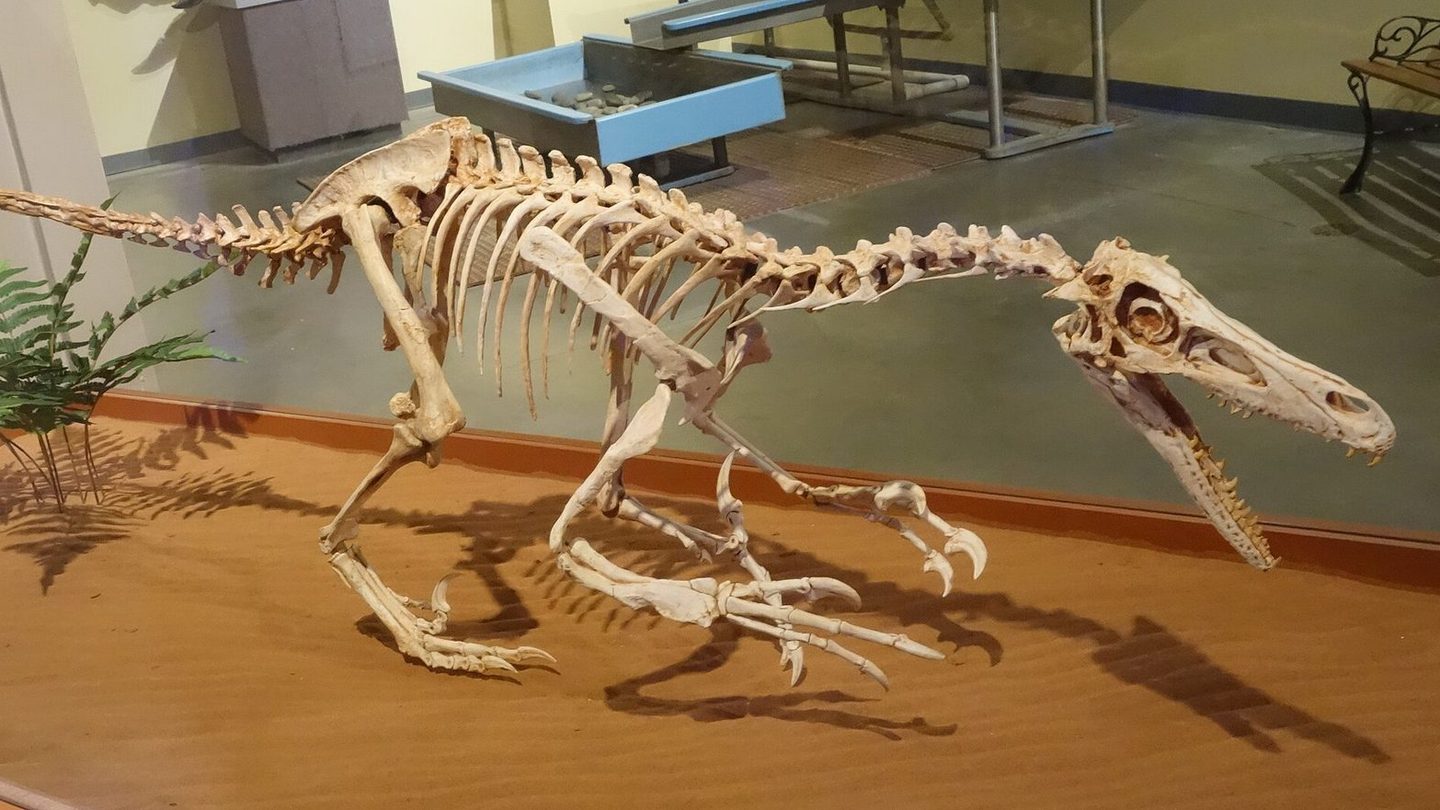 Mounted Velociraptor mongoliensis skeletal cast in profile, showing its elongated skull, long stiffened tail and the enlarged sickle-shaped claw on its raised second toe, on display at the Museum of Western Colorado's Dinosaur Journey Museum in Fruita