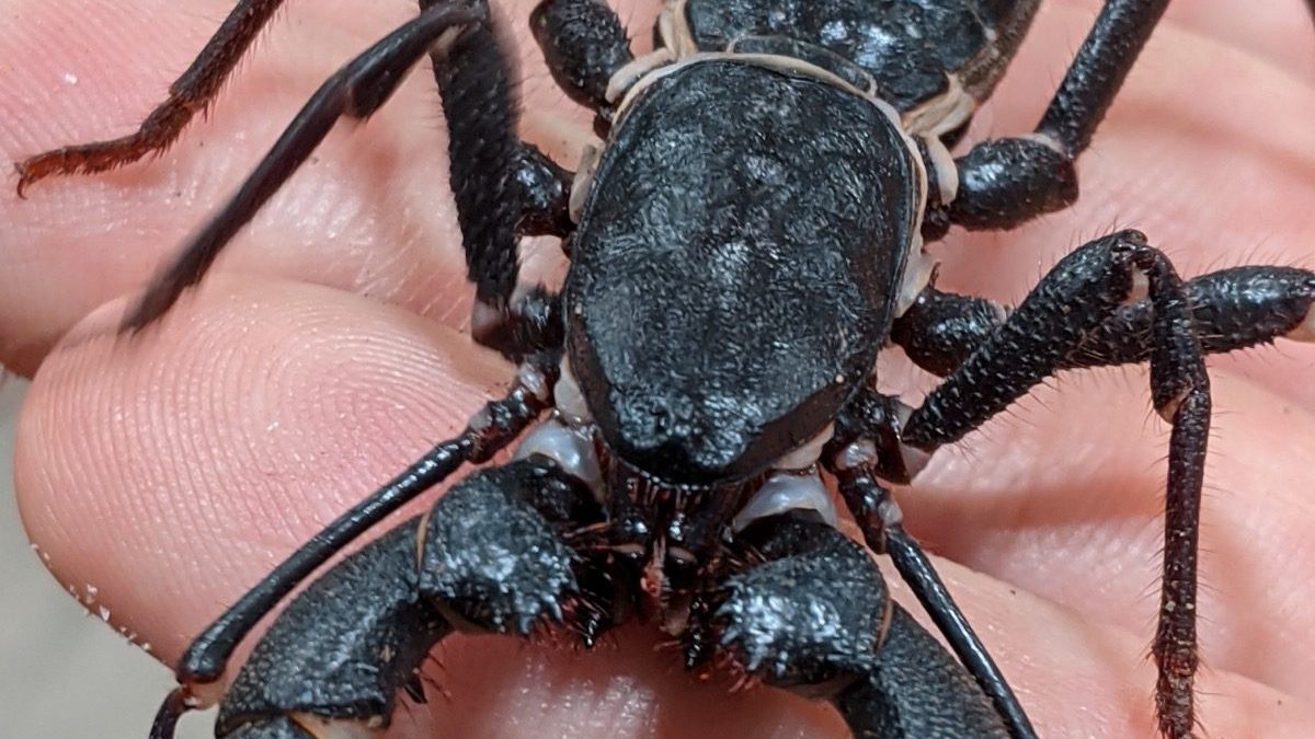 A giant vinegaroon (Mastigoproctus giganteus) seen close up from above, its dark armored body, thick pedipalps, and thin whip-like tail visible against a light background