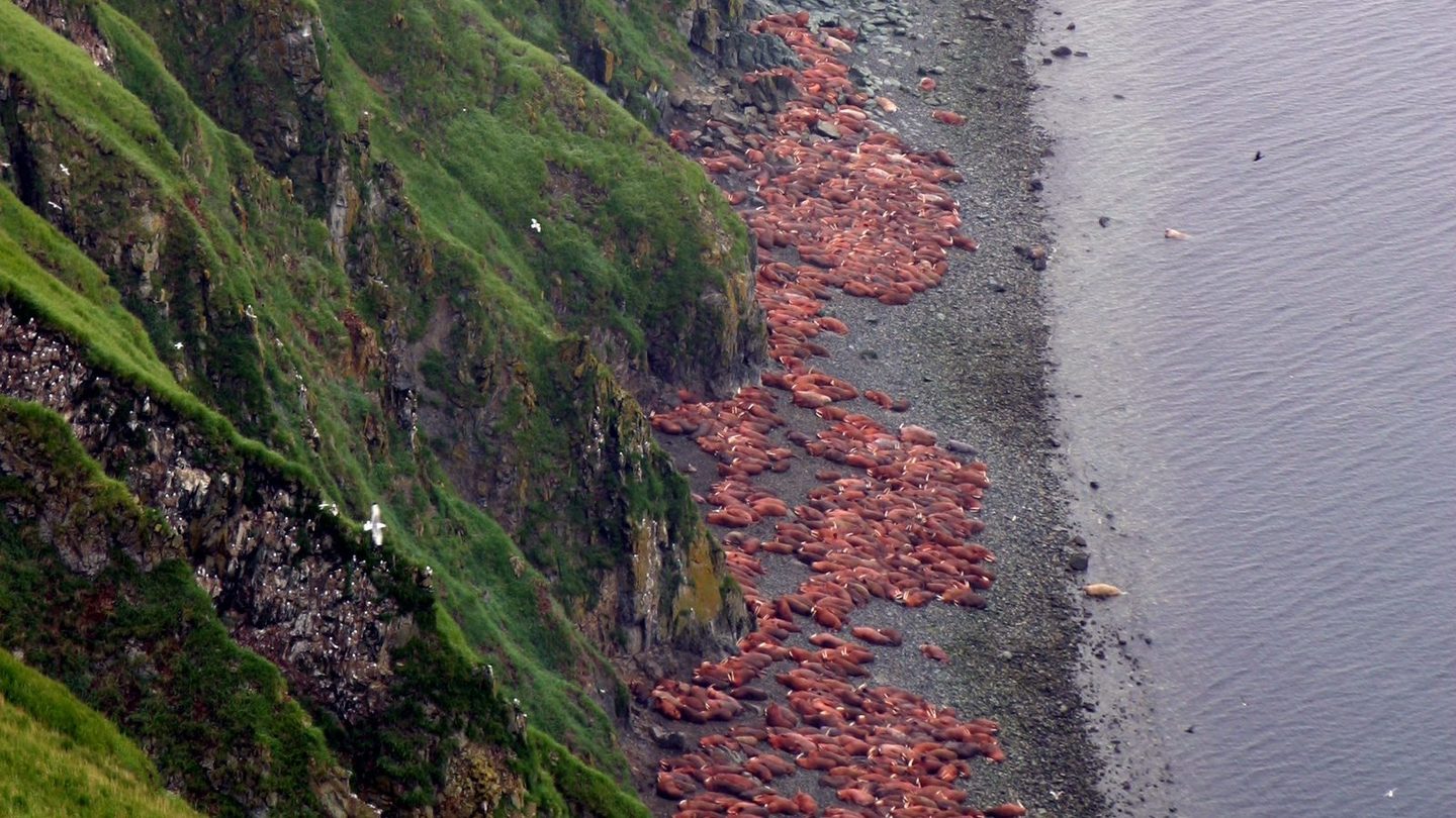 A Pacific walrus hauled out on a gravel beach on Round Island, Alaska, one of the species' long-established summer haul-out sites