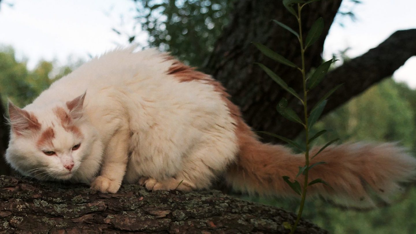 A Turkish Van, a longhaired cat breed known for its affinity for water, perched with its coat visible