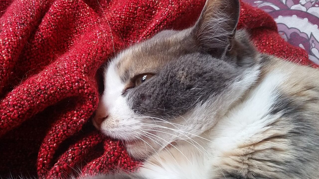 A calico cat pressing its face into a red woven blanket with its mouth against the fabric, a common companion of kneading