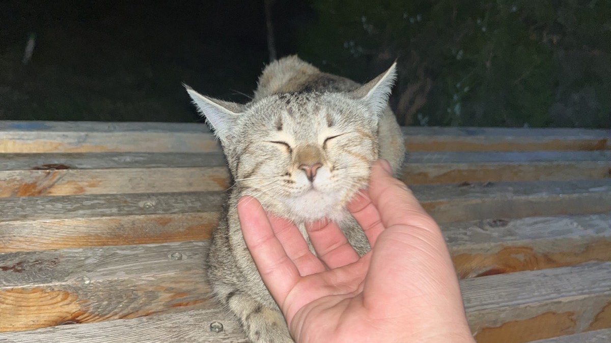 A kitten with its eyes closed, purring while being gently petted around the neck by hand
