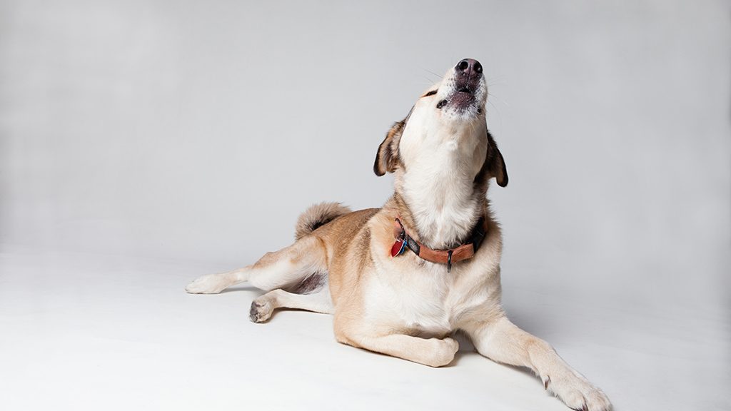 A brown and white dog lying down with its head raised, howling with its mouth open toward the ceiling
