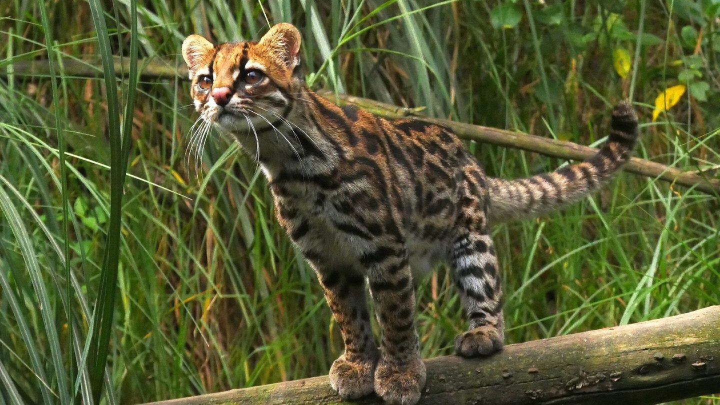 A clouded tiger cat (Leopardus pardinoides) standing amid dense cloud-forest vegetation, showing its small size and dark-ringed spotted coat