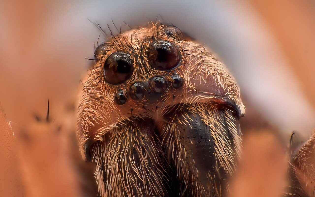 Extreme close-up of a wolf spider's face showing its eight eyes arranged in three rows: two very large forward-facing eyes on top, a tight row of four small eyes below them, and hairy chelicerae visible beneath