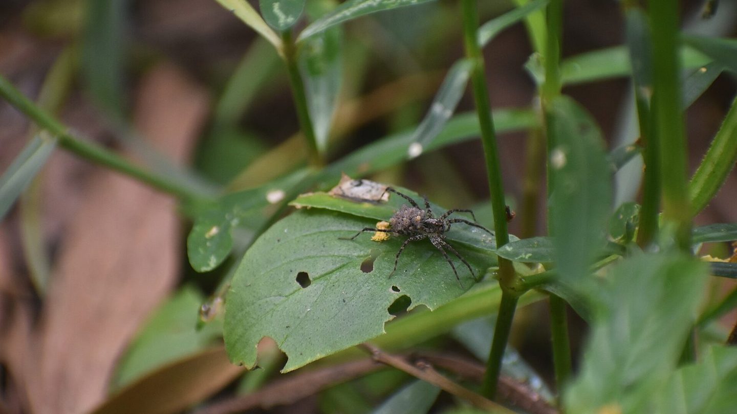A wolf spider with a cluster of pale spiderlings packed across her abdomen, standing on a chewed green leaf surrounded by grass and foliage