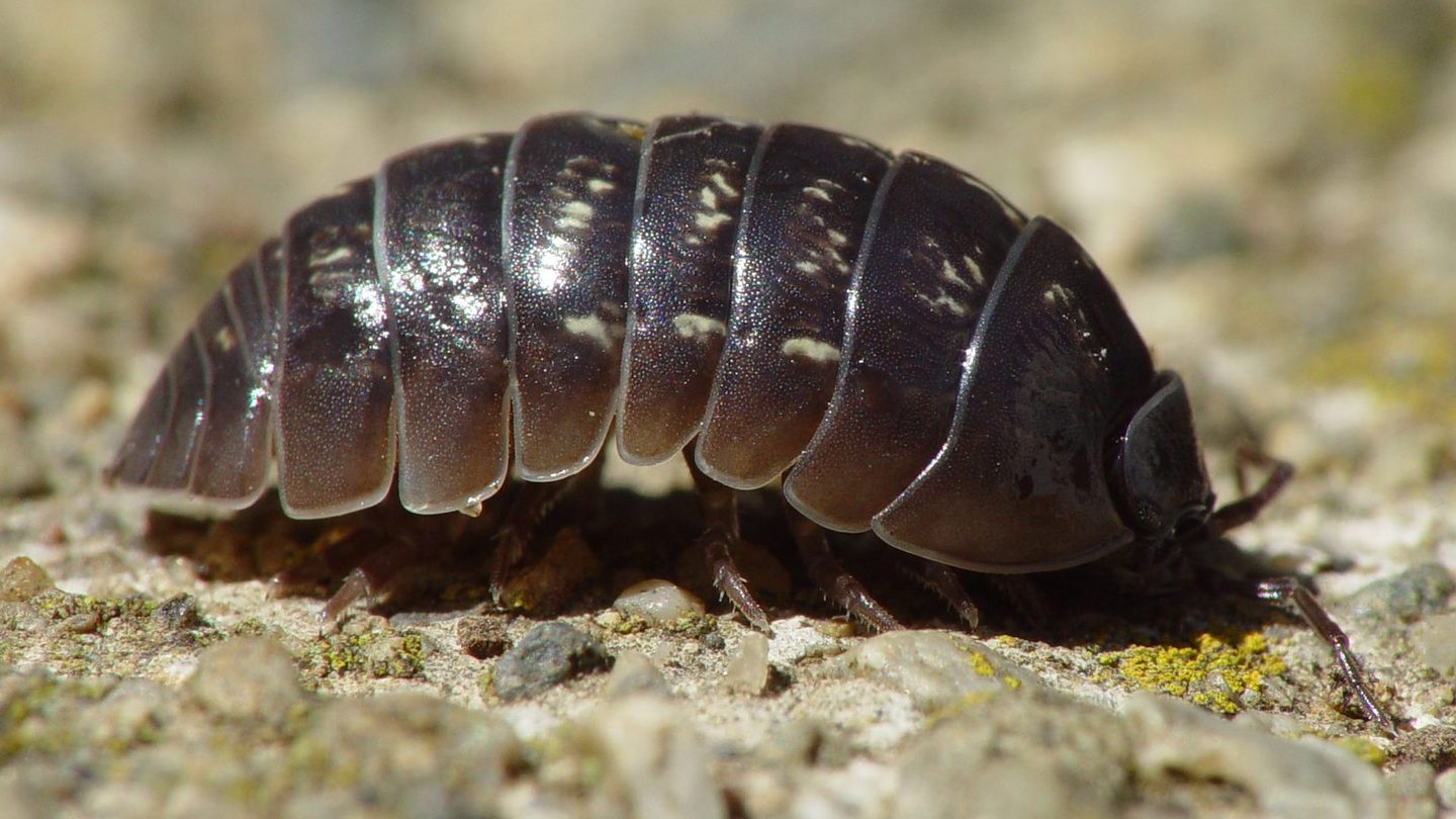 A close-up of a common pill woodlouse (Armadillidium vulgare), its segmented gray-brown armored body visible against bare soil